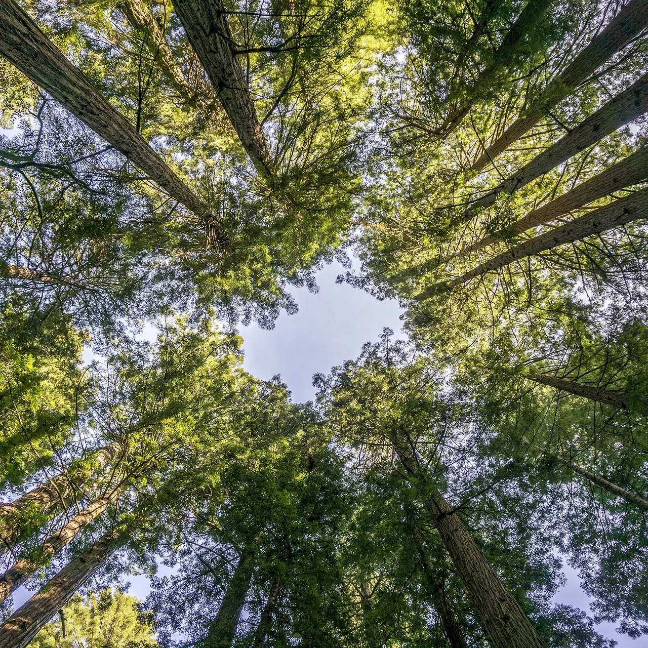 when+to+go+to+muir+woods.jpg