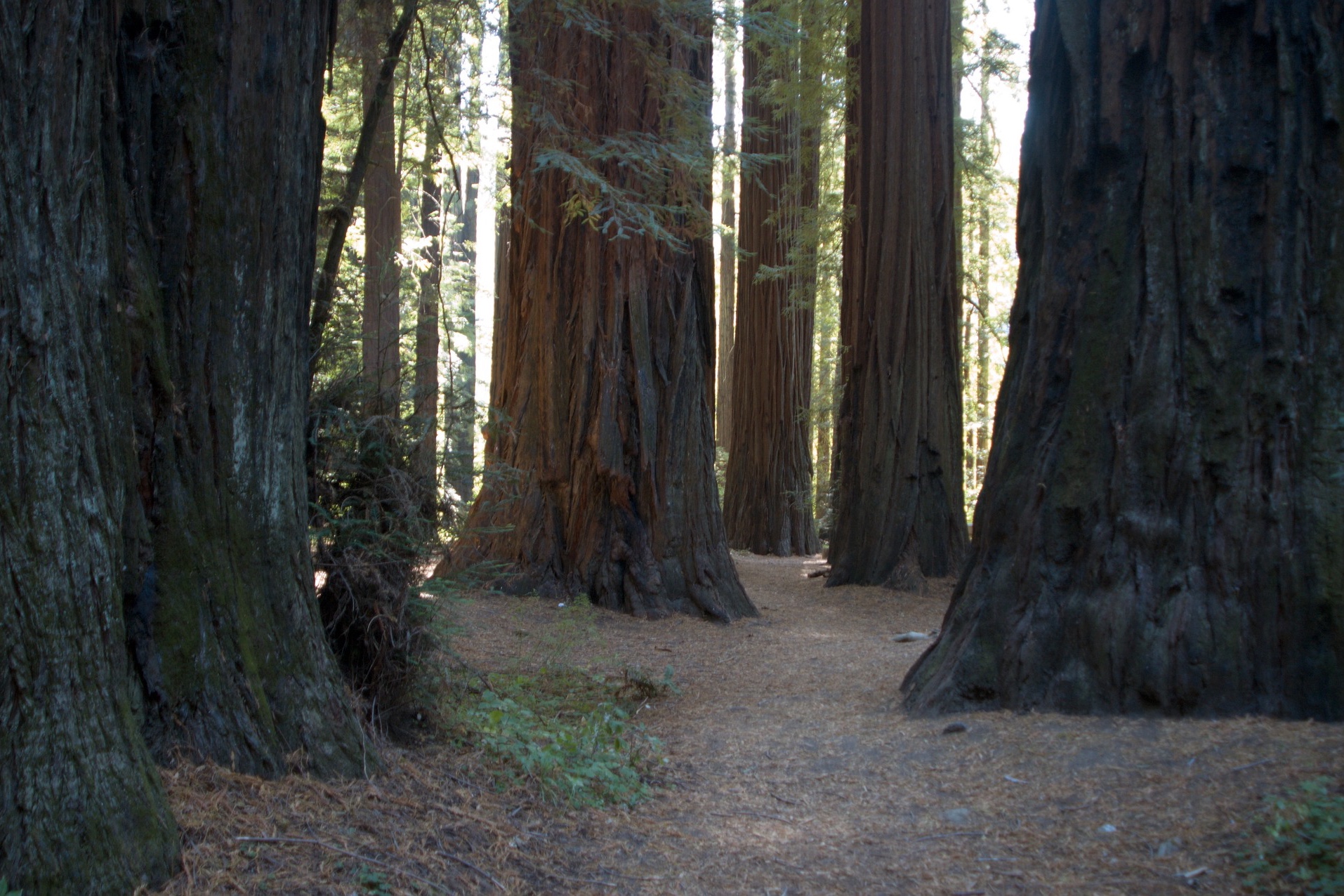 how+to+get+to+muir+woods+from+san+francisco .jpg