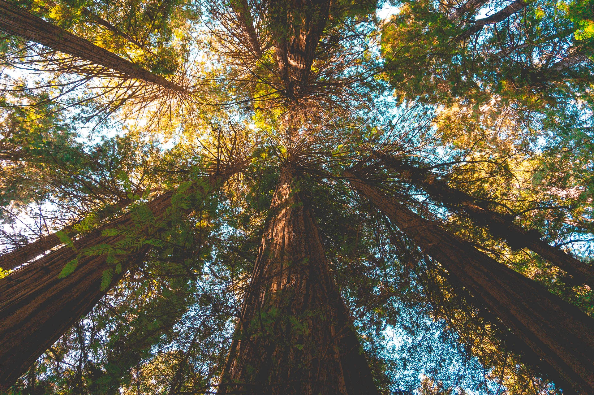 giant-redwoods-3711594_1920.jpg