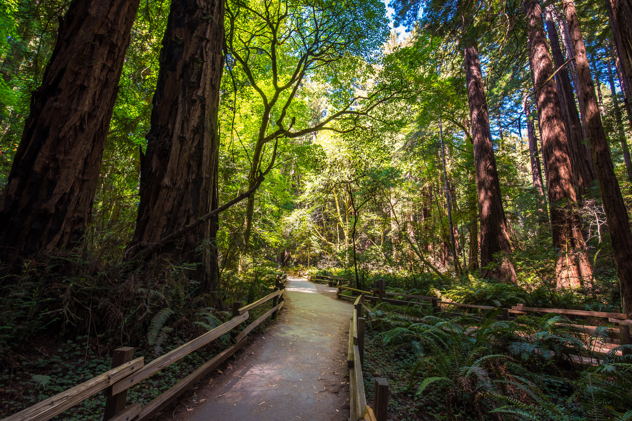 Muir woods and sausalito