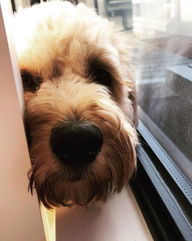 PAW-LICE 🐾 ANNOUNCEMENT —

Hi Guys, it’s Bailey here. I have a few im-paw-tant things I’d like to share. So here goes ... —

PAW-LICE #1
Please don’t take us for walks when the ground is super hot. Our paws burn and we’re too nice to say anything because WALKIES is our thing. Walk us early or late in the day when the pavement has cooled down. —

PAW-LICE #2 
Please don’t leave us in the car when it’s hot when you’re getting your iced soy chai decaf latte (lol). We overheat really quickly and our paws can’t open doors. —

PAW-LICE #3
Please don’t tie us up to poles on the street when it’s hot when you’re buying your overpriced avocados(lol). Our paws can burn and we can’t move into shade because we’re tied up. If you do we’ll howl really loudly to embarrass you 😂. —

Thanks for listening and please share with your mates who have puppies and dogs with paws (which all is dogs do). —

PAW-LICE announcement over and out. 
Love Bailey 💩🐾 #pawlice