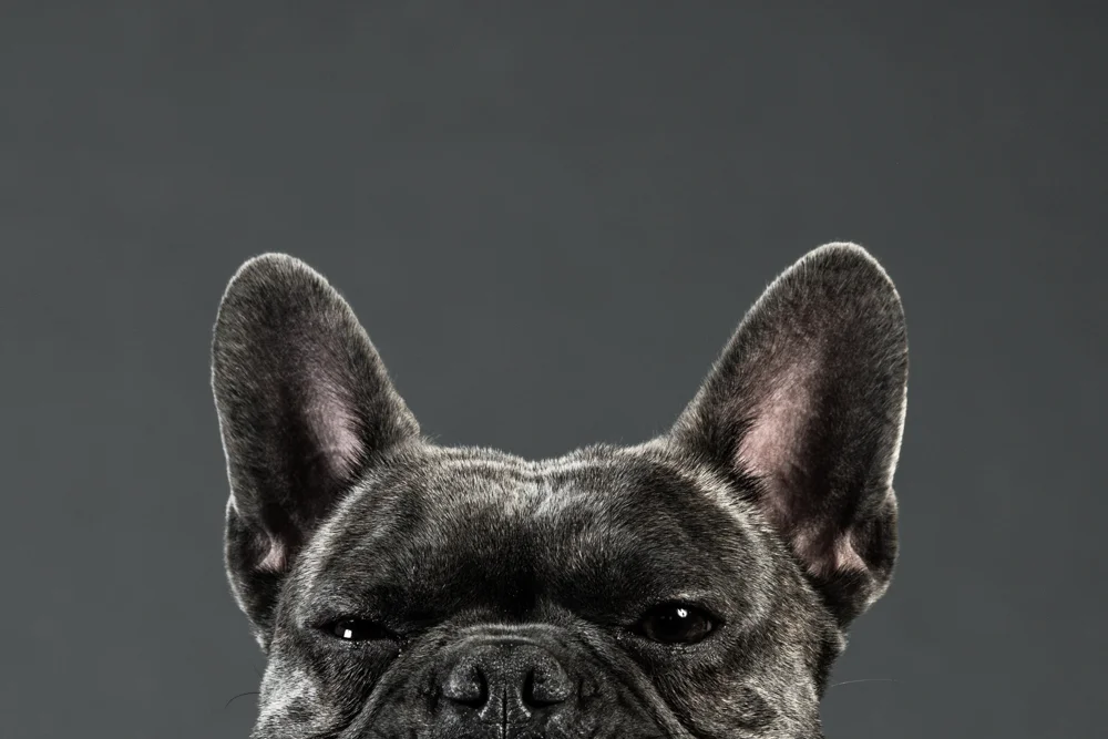 Pet Photography