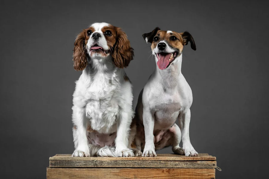 janaina matarazzo_studio_dogs.jpg