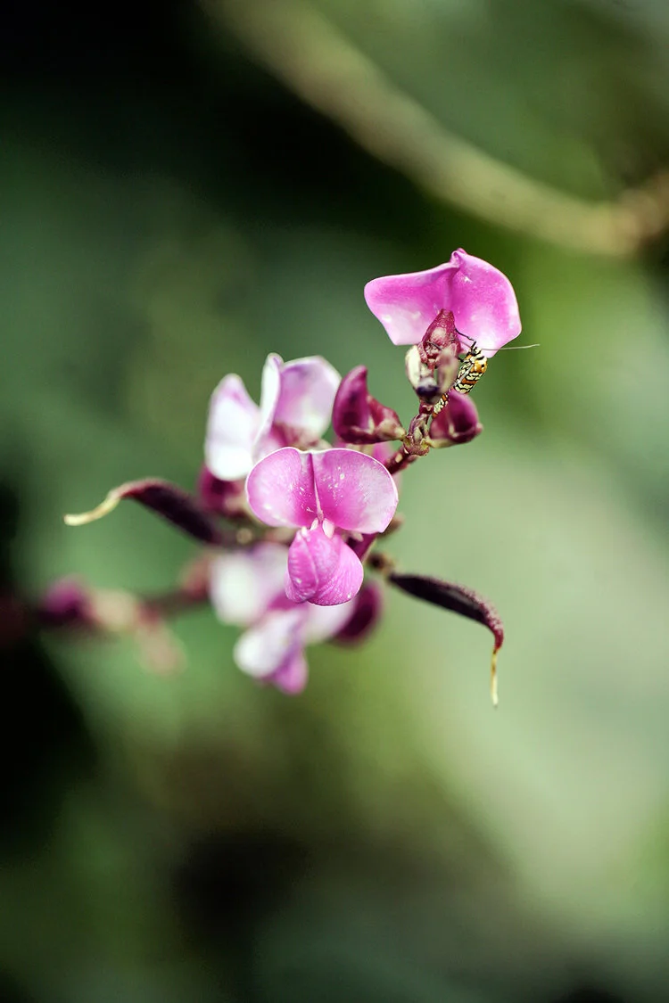 sweet-pea-wedding-virginia-photography (1).jpg