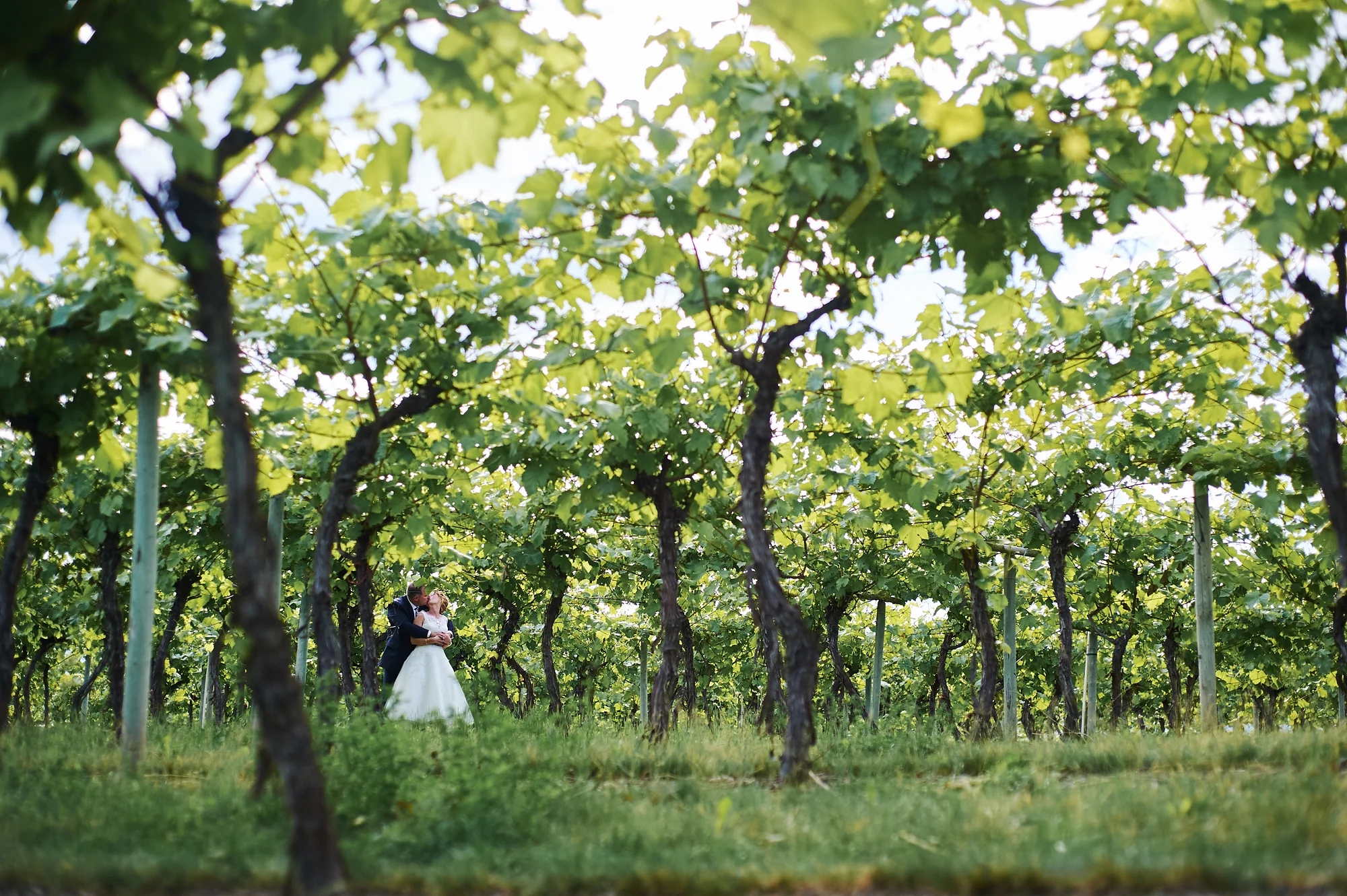 hidden away in the vineyard