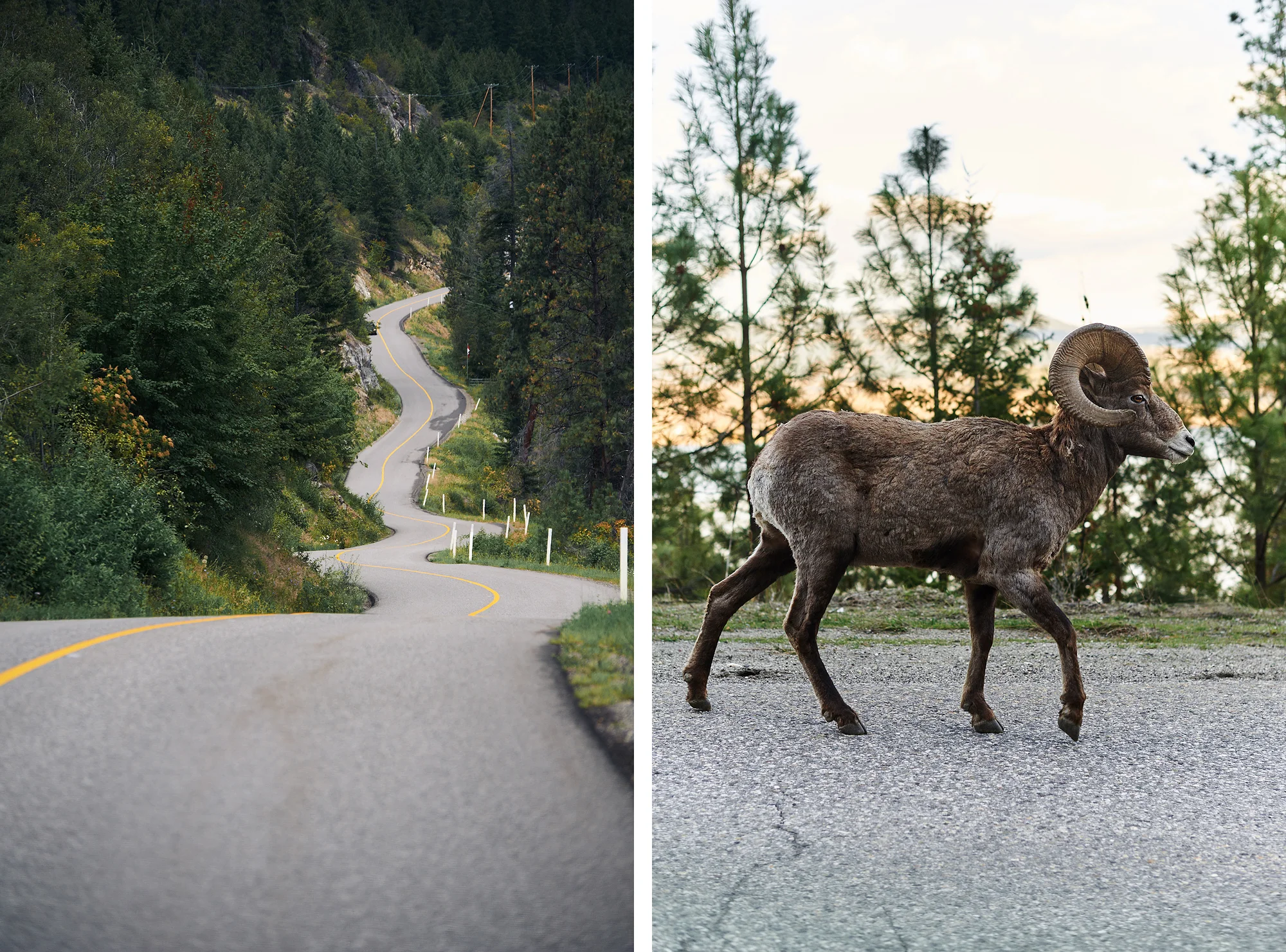kelowna wedding photographers