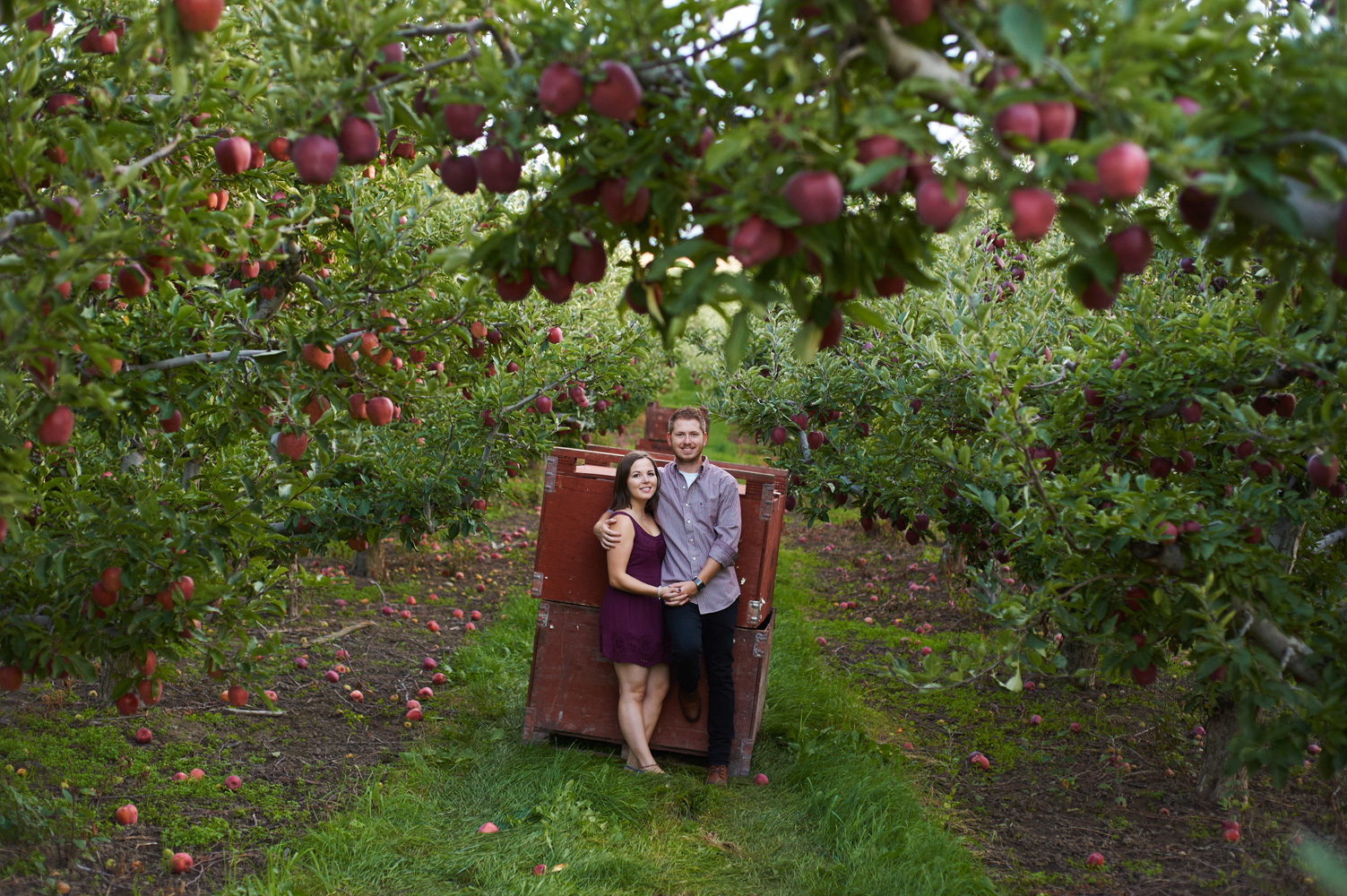 engaged couple in apple orchard
