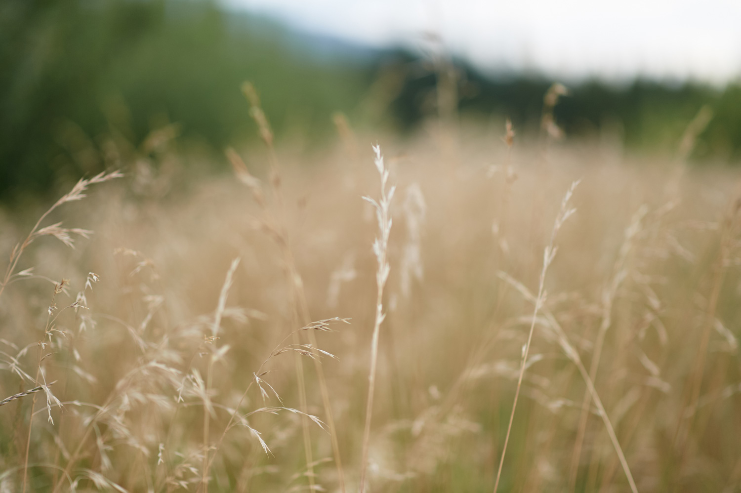 deatail-of-grass-in-engagement-session-kamloops.jpg