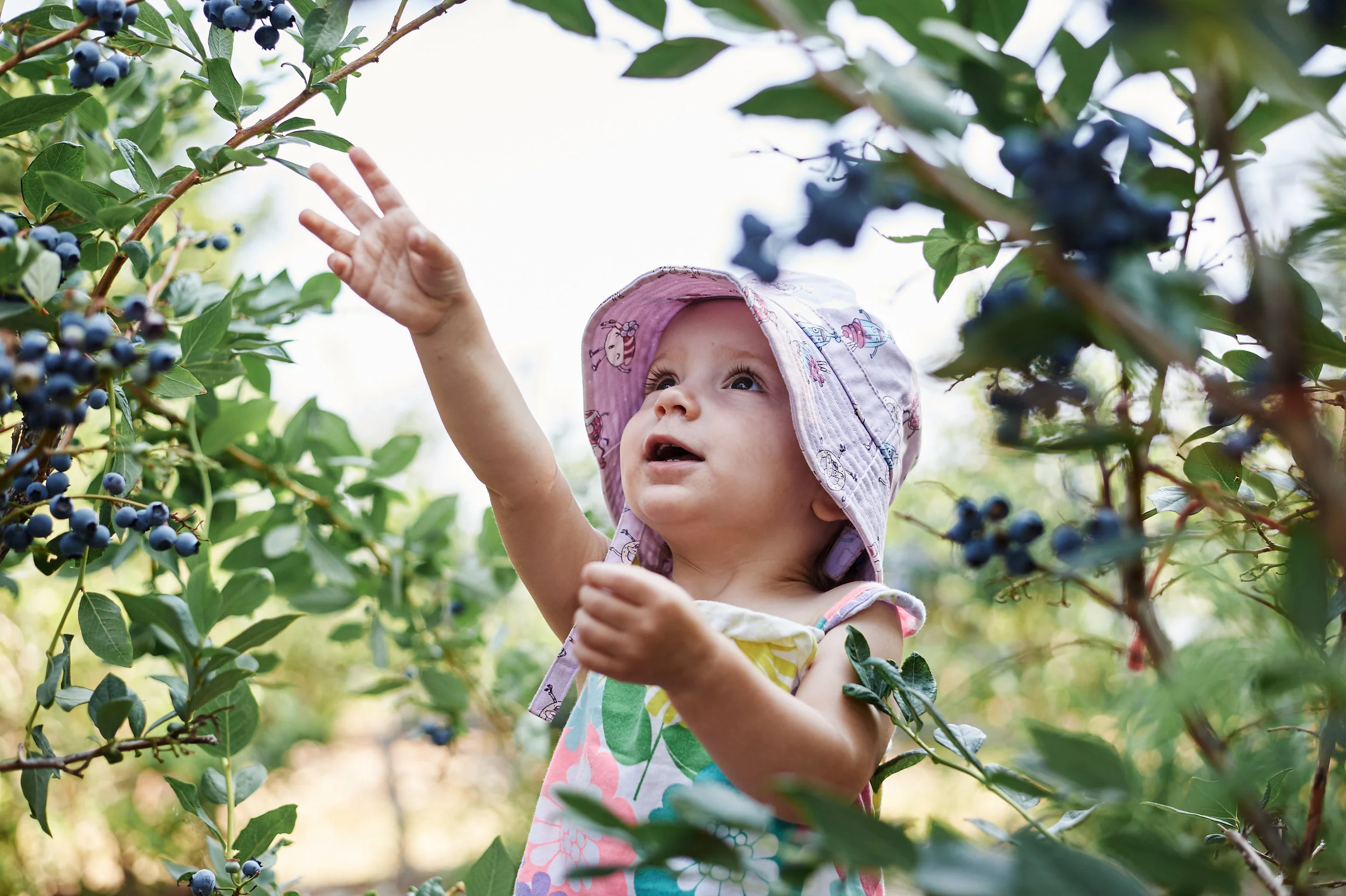 Sofia blueberries 002.jpg