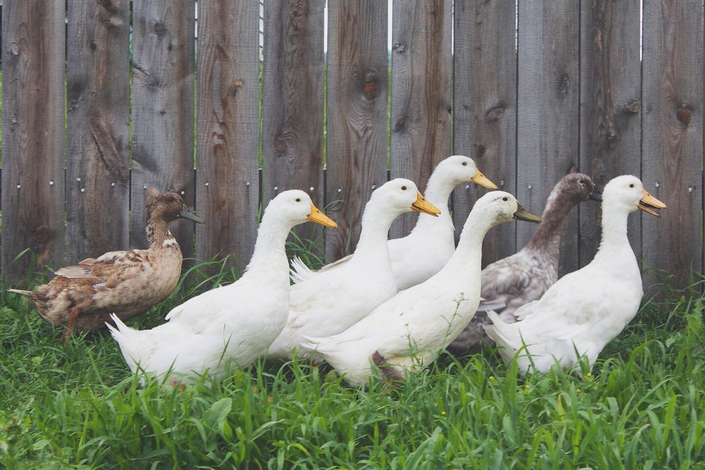 our adopted ducks still won&rsquo;t let me within 6 feet unless I&rsquo;m giving them grain in the morning, but I&rsquo;ll never stop trying to befriend them! I love them all but the crested brown duck in back is hard to beat. Fingers crossed the duc