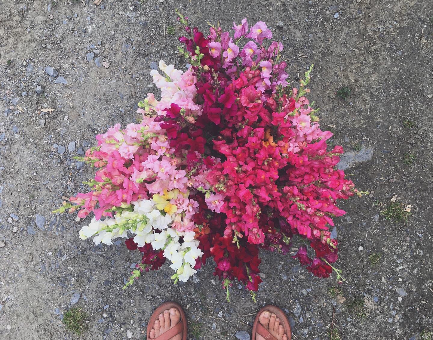 A beautiful way to start the day. Lots of bouquets going into the store this morning to brighten up what looks to be a pretty rainy weekend. #snapdragon #flowers #farmstand #flowerfarmer #smallfarm