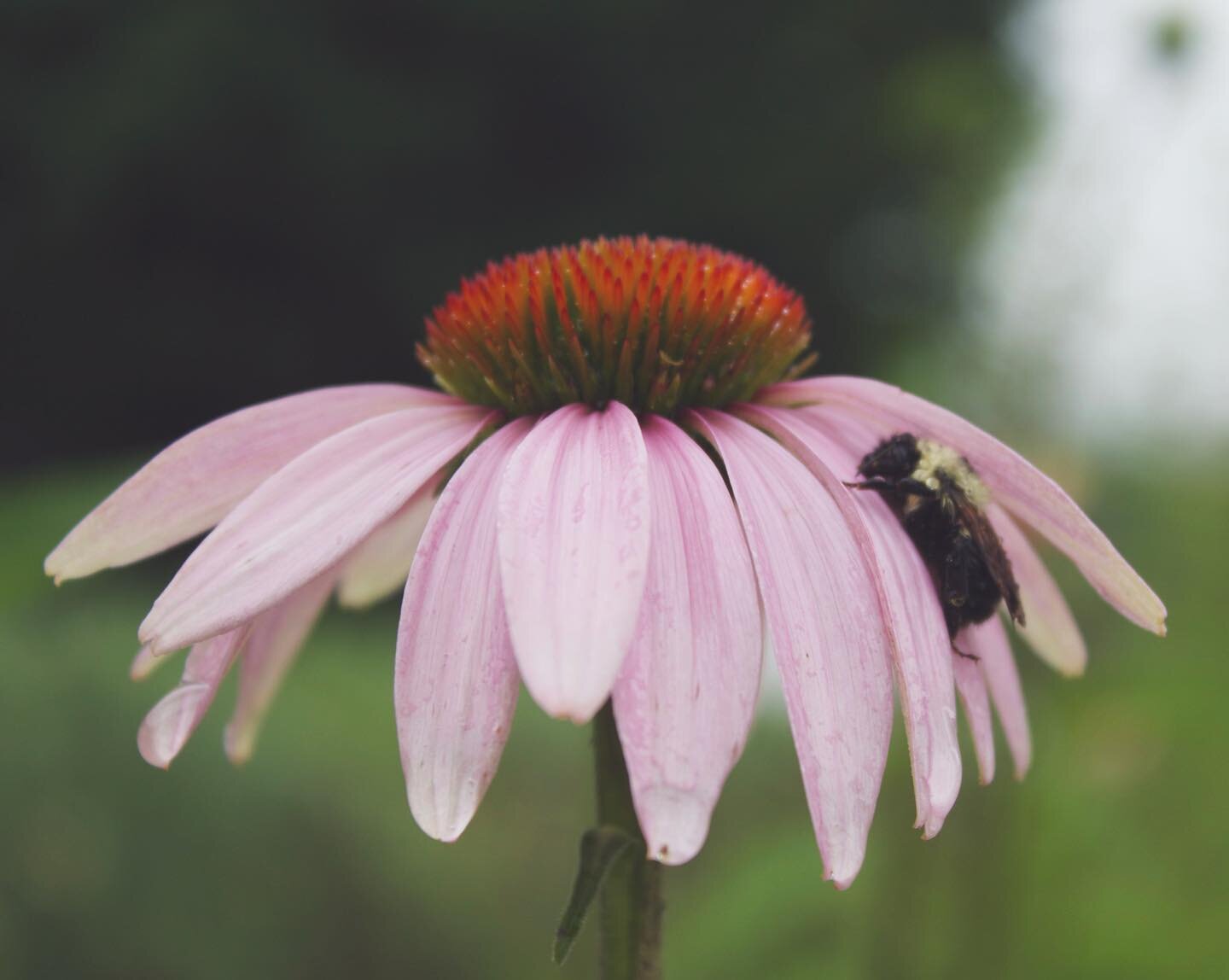 a smart little bumblebee using nature&rsquo;s umbrella today #echinacea #flowers #bumblebee #rain #vermont