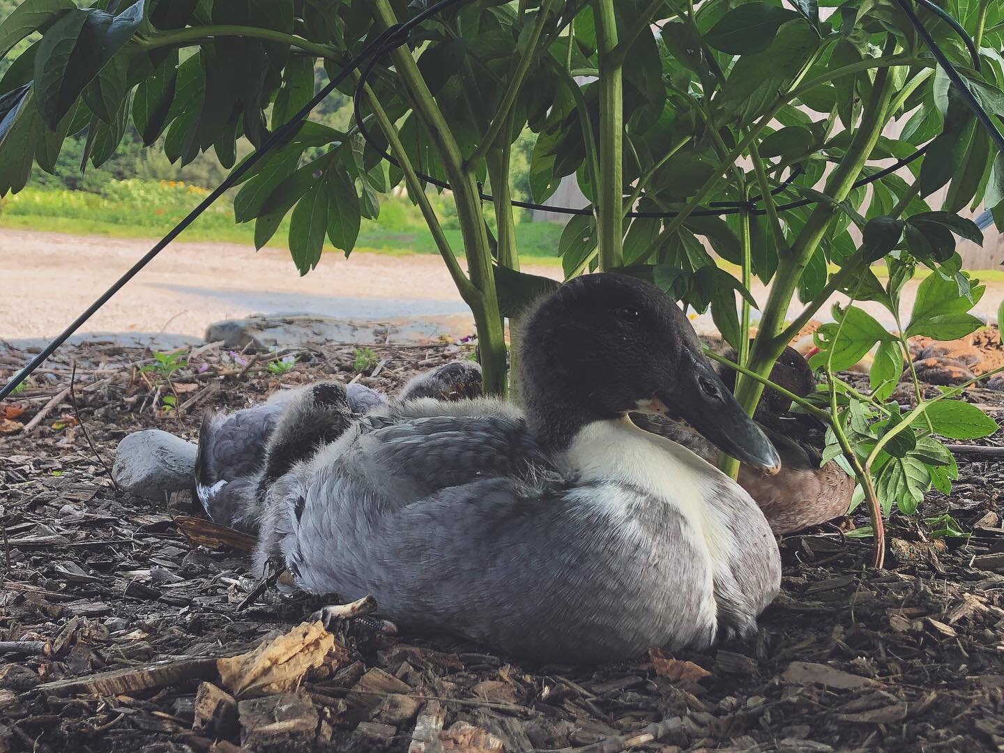 the best part of my day was finding all five ducklings napping under this peony. They&rsquo;re getting pretty big now, their adult feathers are almost fully grown in, and they act more independent from their chicken mom every day.. so not sure how mu