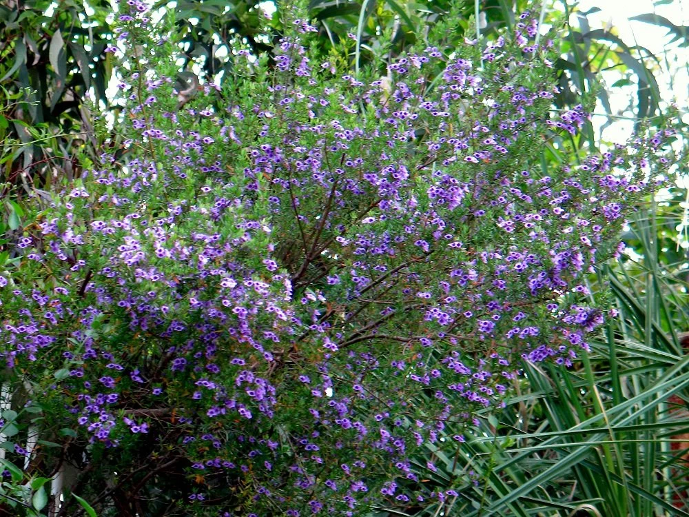 Ginza Exotic - PLANTS8new — office ma
