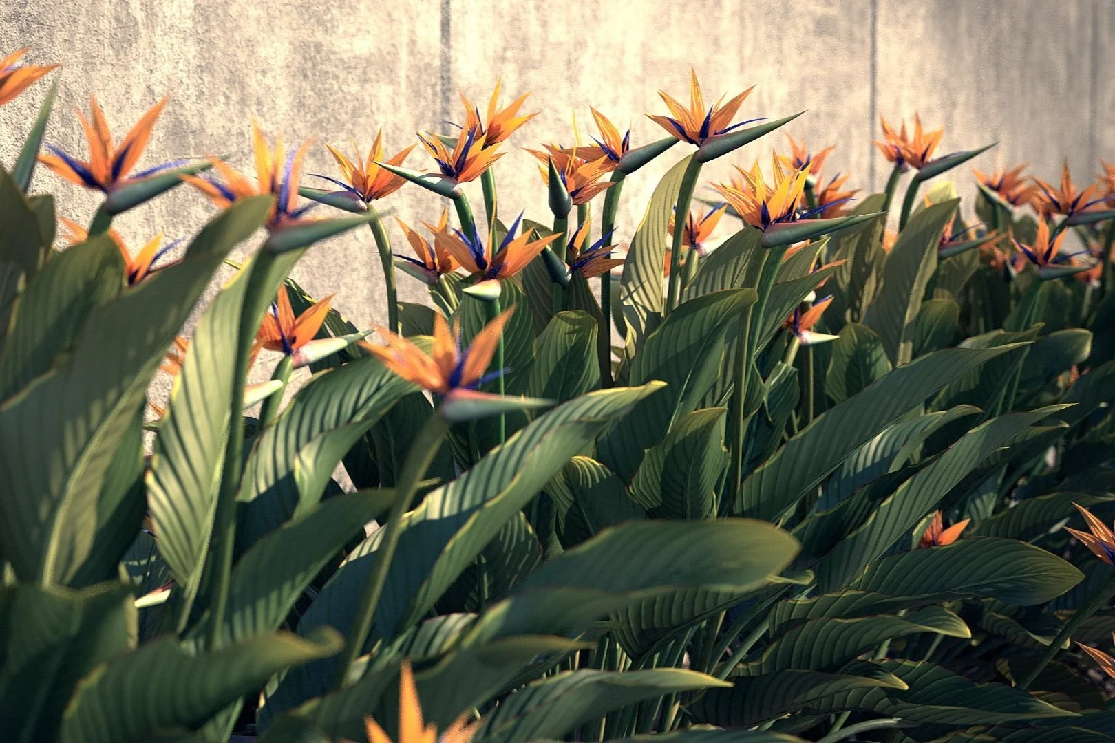 Ginza Exotic - PLANTS 5-1 — office ma
