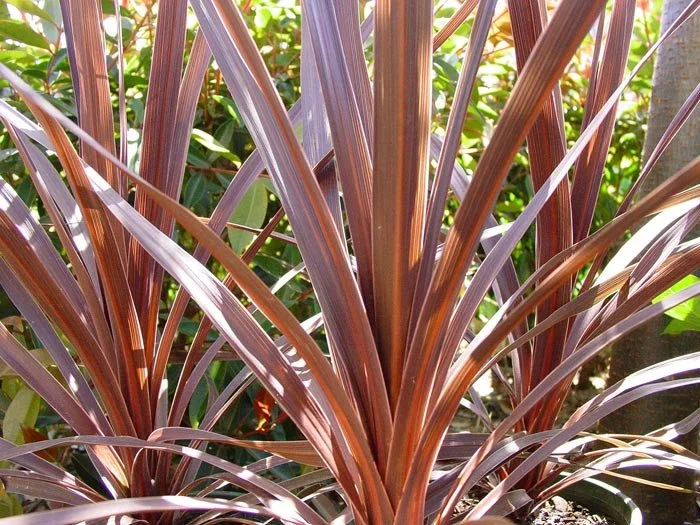 Ginza Exotic - PLANTS8new — office ma