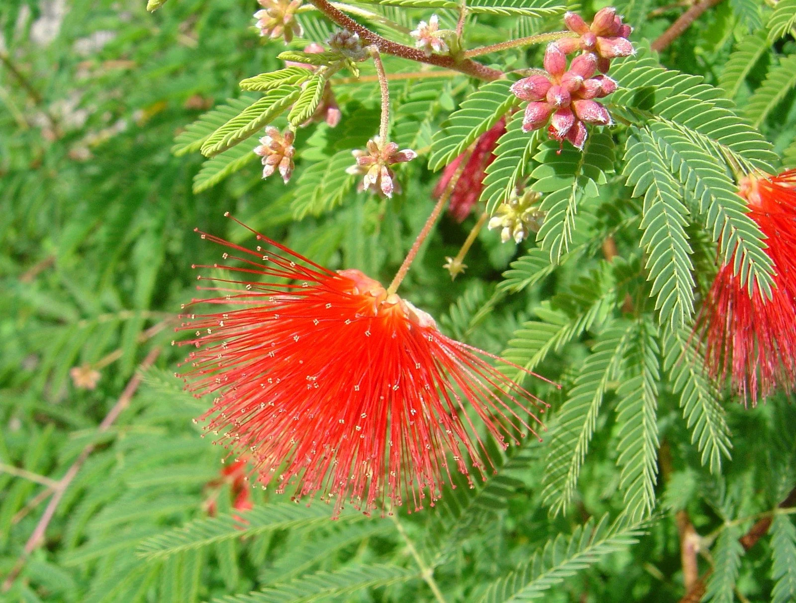 Ginza Exotic - PLANTS8new — office ma