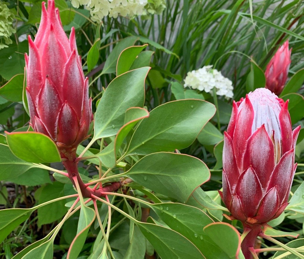 プロテア ジュリエット プロテア 『ジュリエット』 オーストラリアン