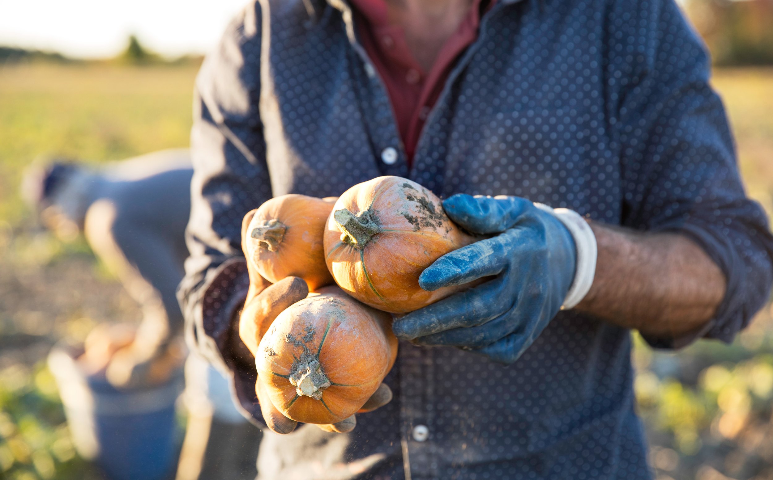 8406-pedersen-farms-ny-10-2016.jpg