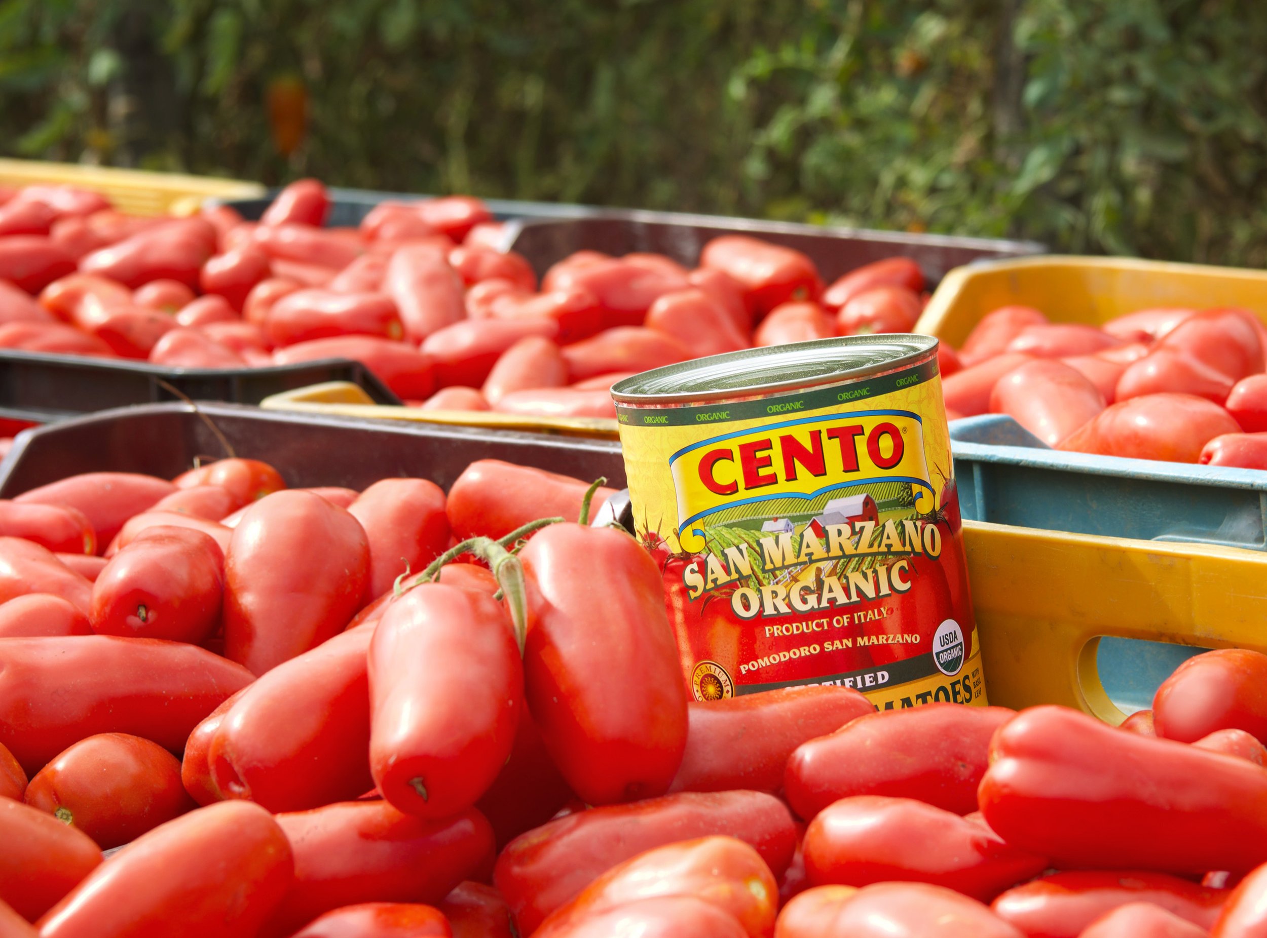 Cento_SM_Facility_Fields_0502.jpg