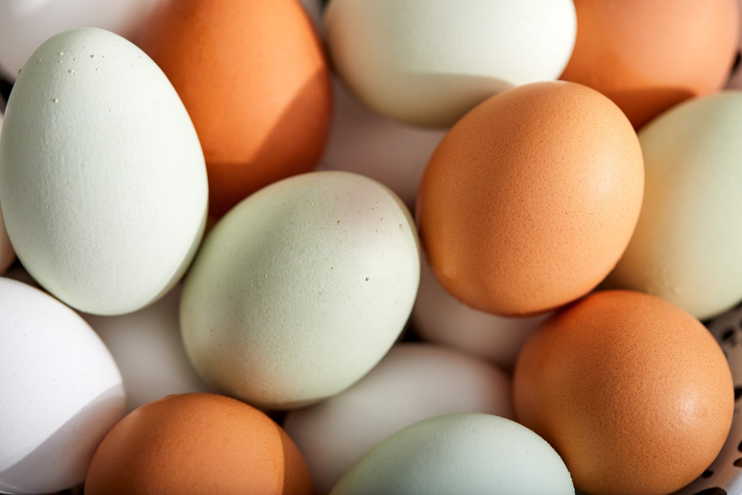 Eggs_Macro_Holiday-Gift-Guide_10218_1392.jpg