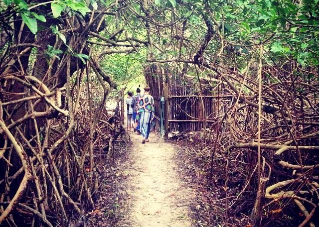  The "roji" leading to tea every morning