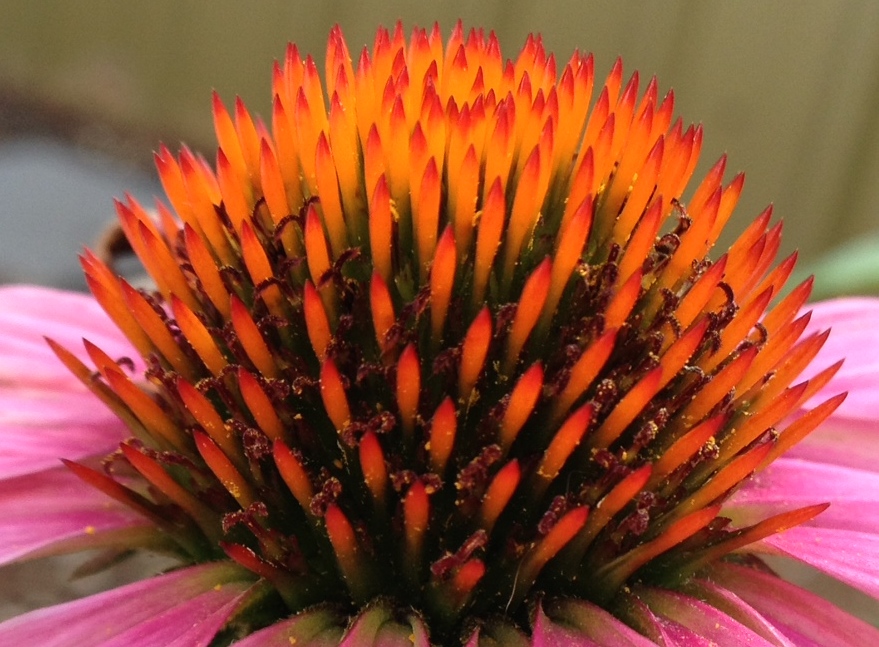 echinacea