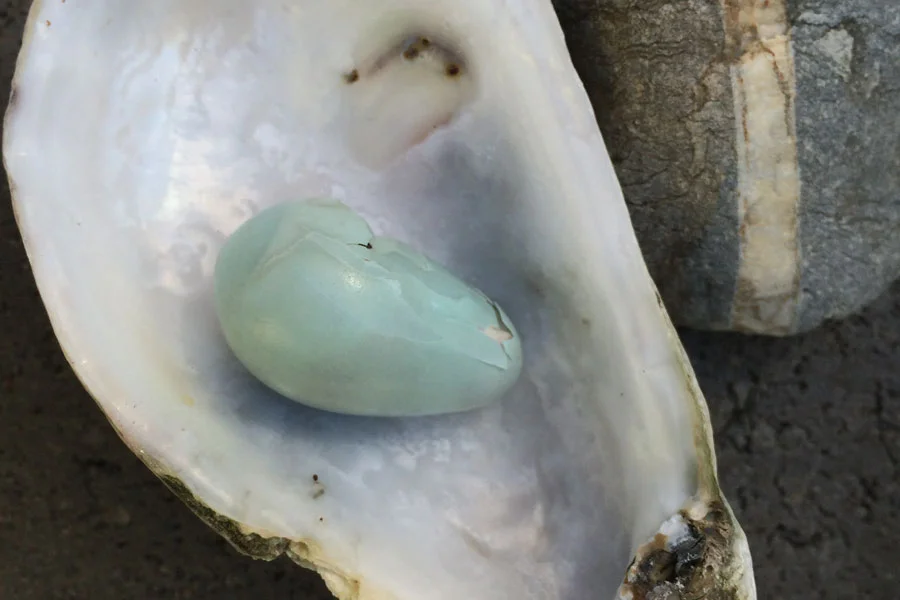 shells_5681.jpg