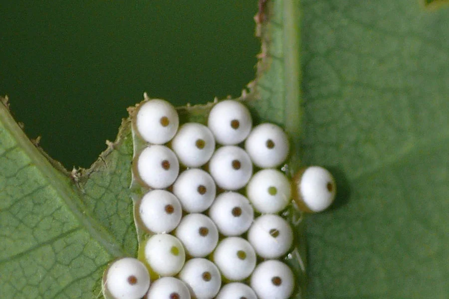 lepidopteris_3016.jpg