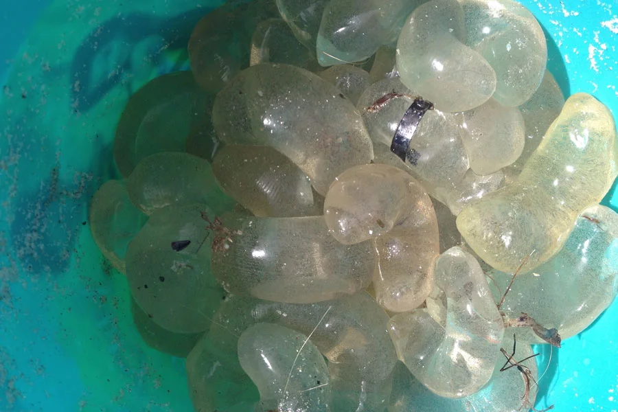 jellies_2141.jpg