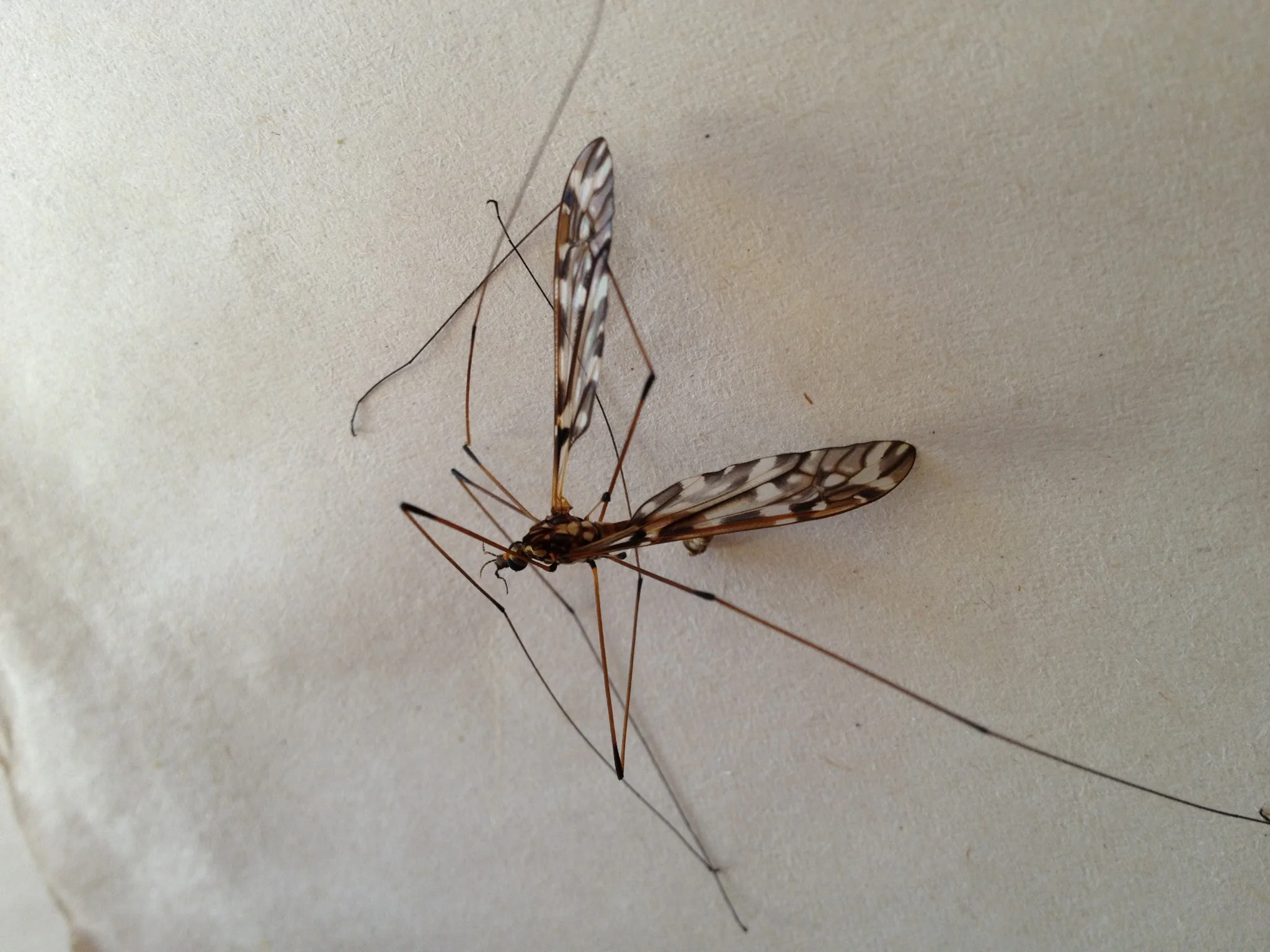 mosquito_2771.jpg