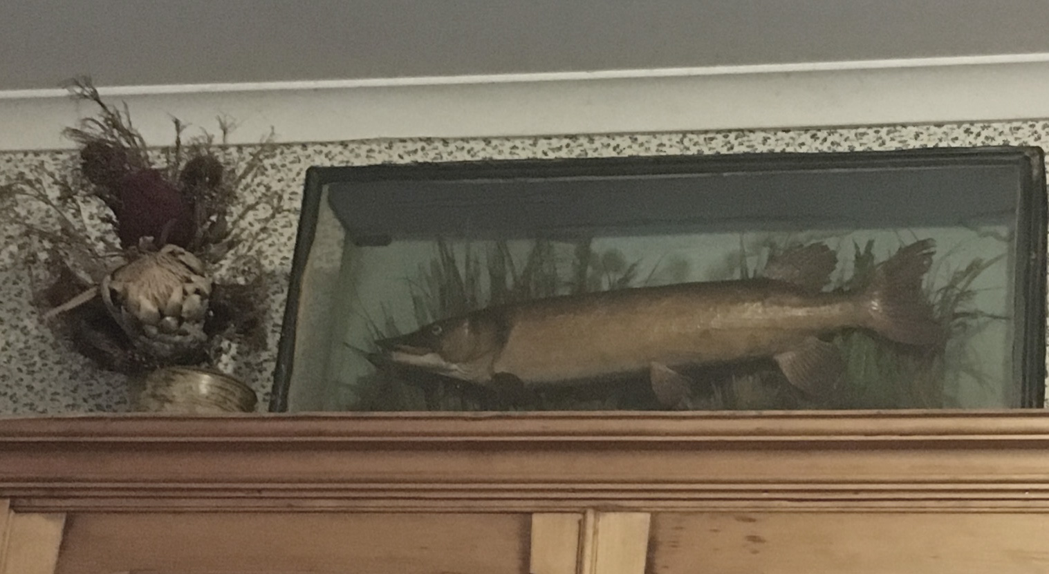there's a trout in the kitchen