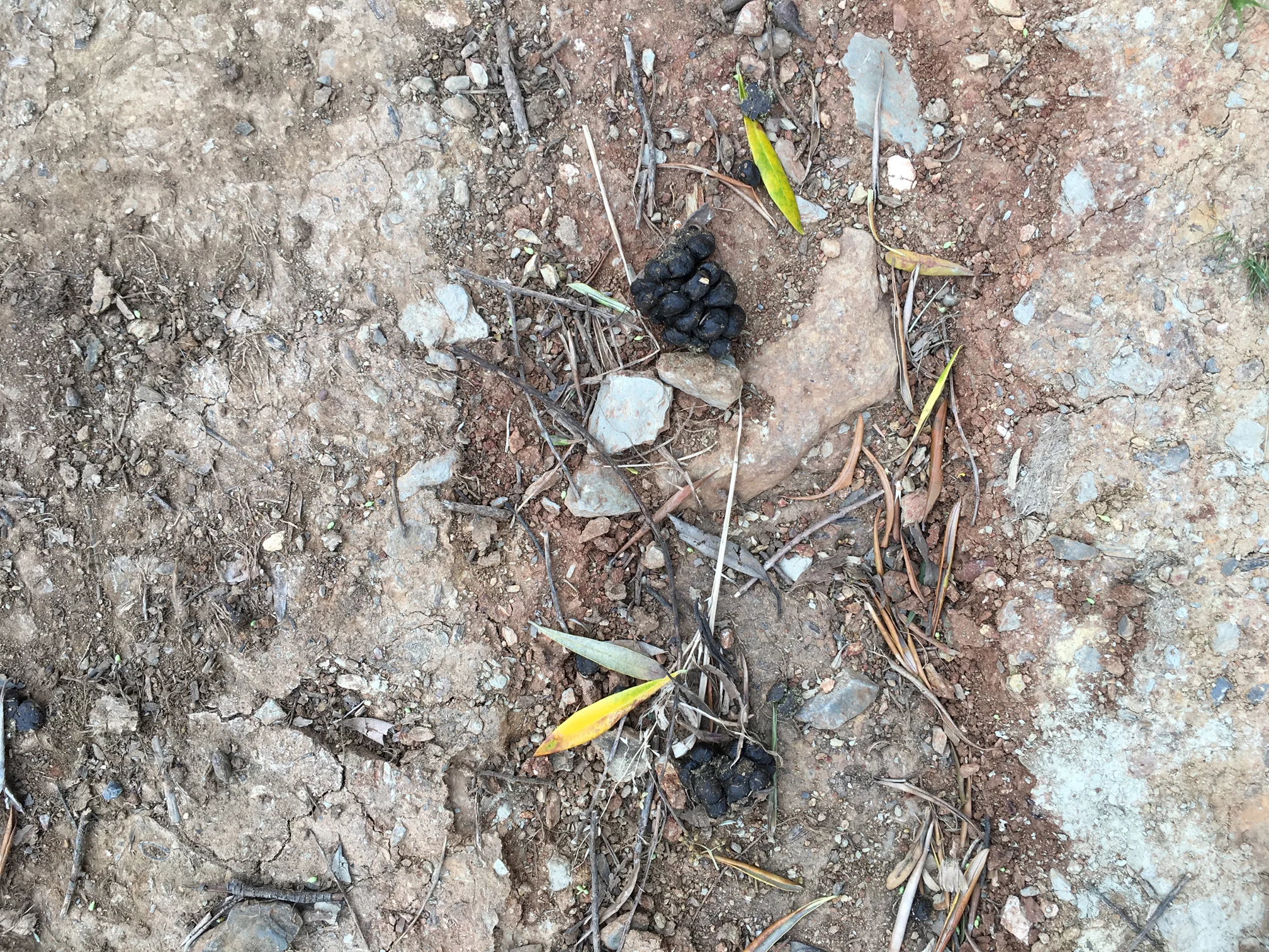 Poo tracks