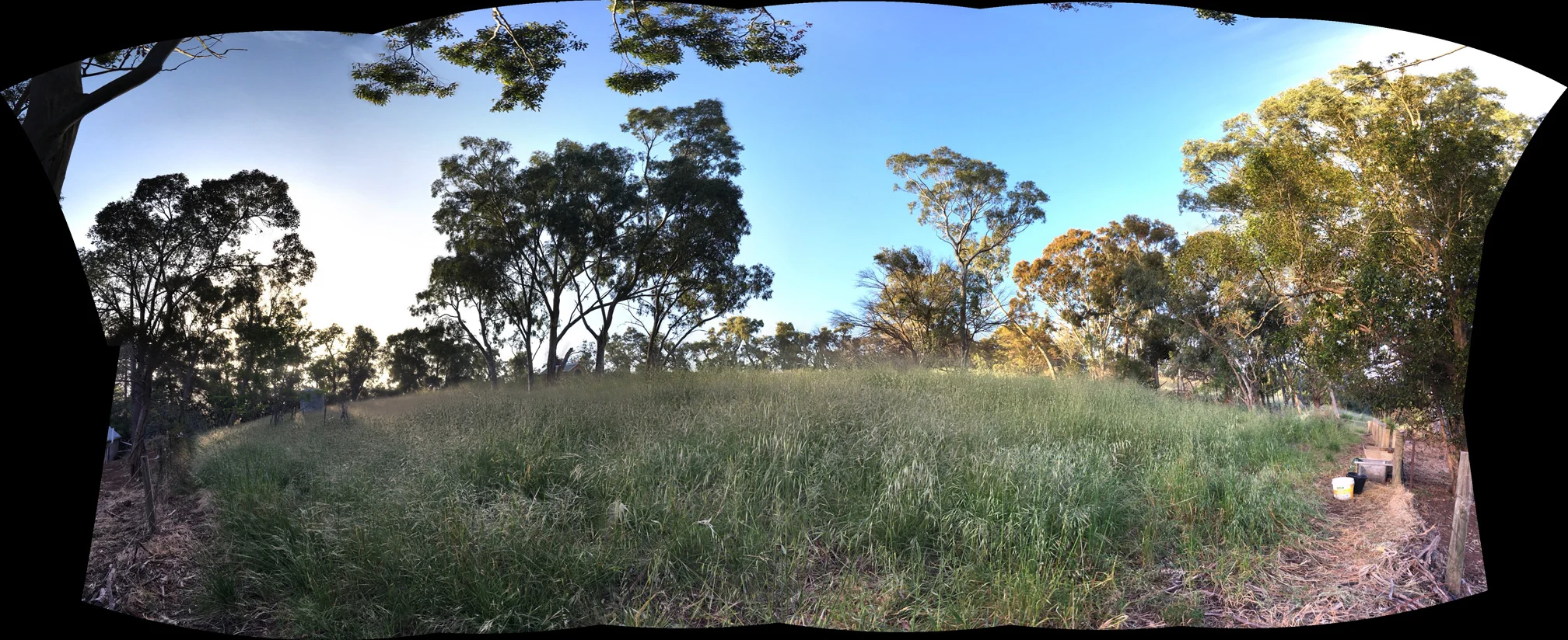 the paddock where they are not