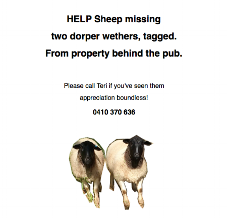 8:11am I placed the ad on the notice-board at the Post Office next to the one for the 'Missing Black Bull - branded' then I looked again up at the end of Luke Rd, tracked some poos that look like theirs at the top - then nothing. I wonder if they've been taken? Sheep-napped.