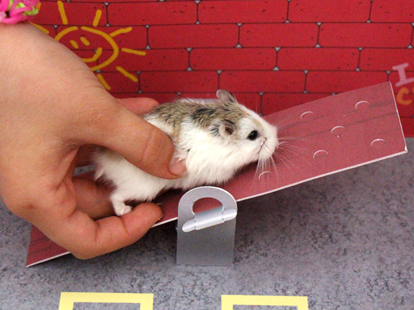 Munchkin tests out the seesaw! 