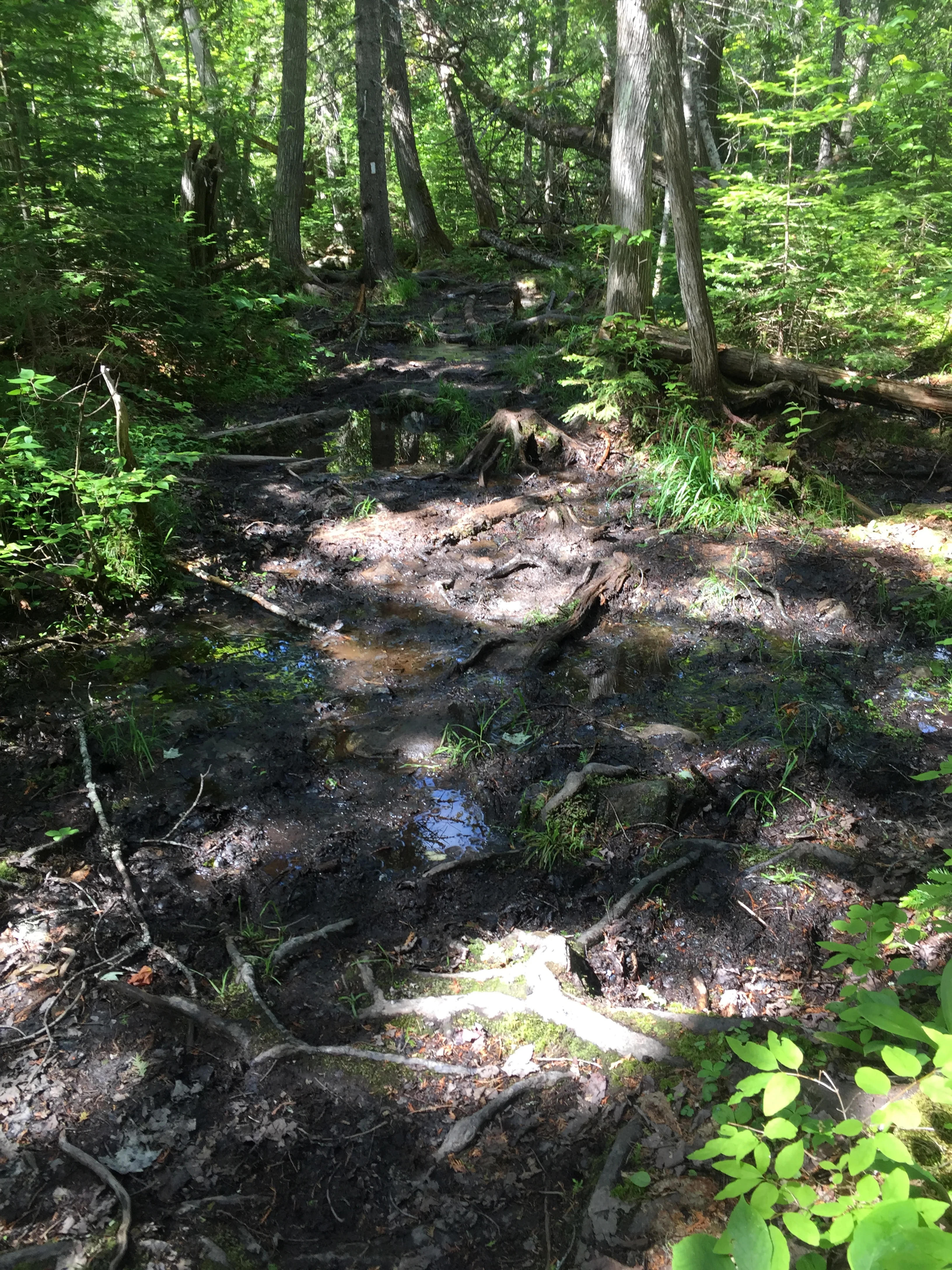 Yea, that's the actual trail at many points along the way.