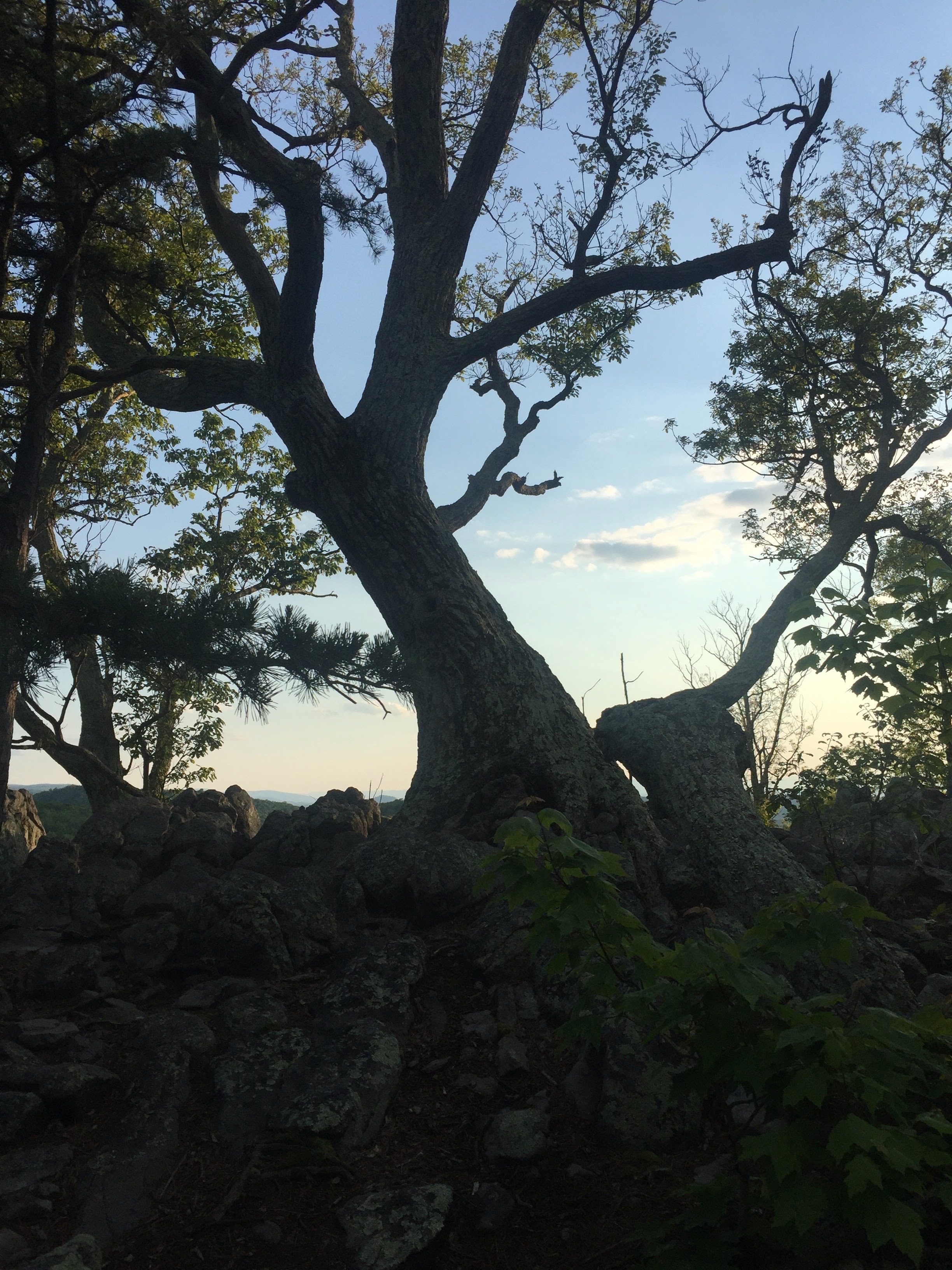 IMG_2068.jpeg