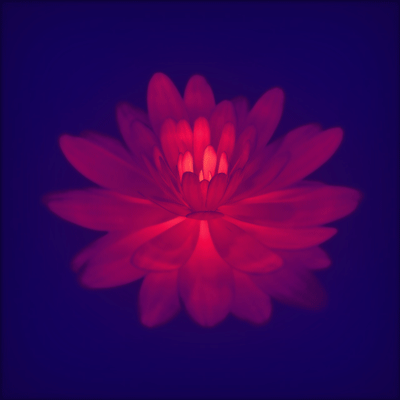 dahlia.gif