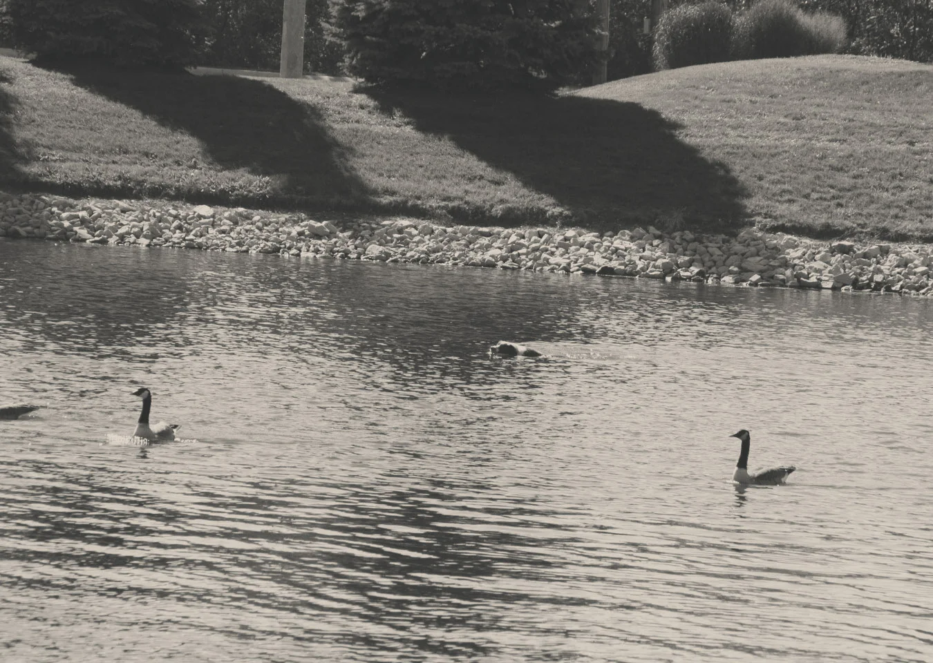 Border Collie in water after geese2-sep.jpg