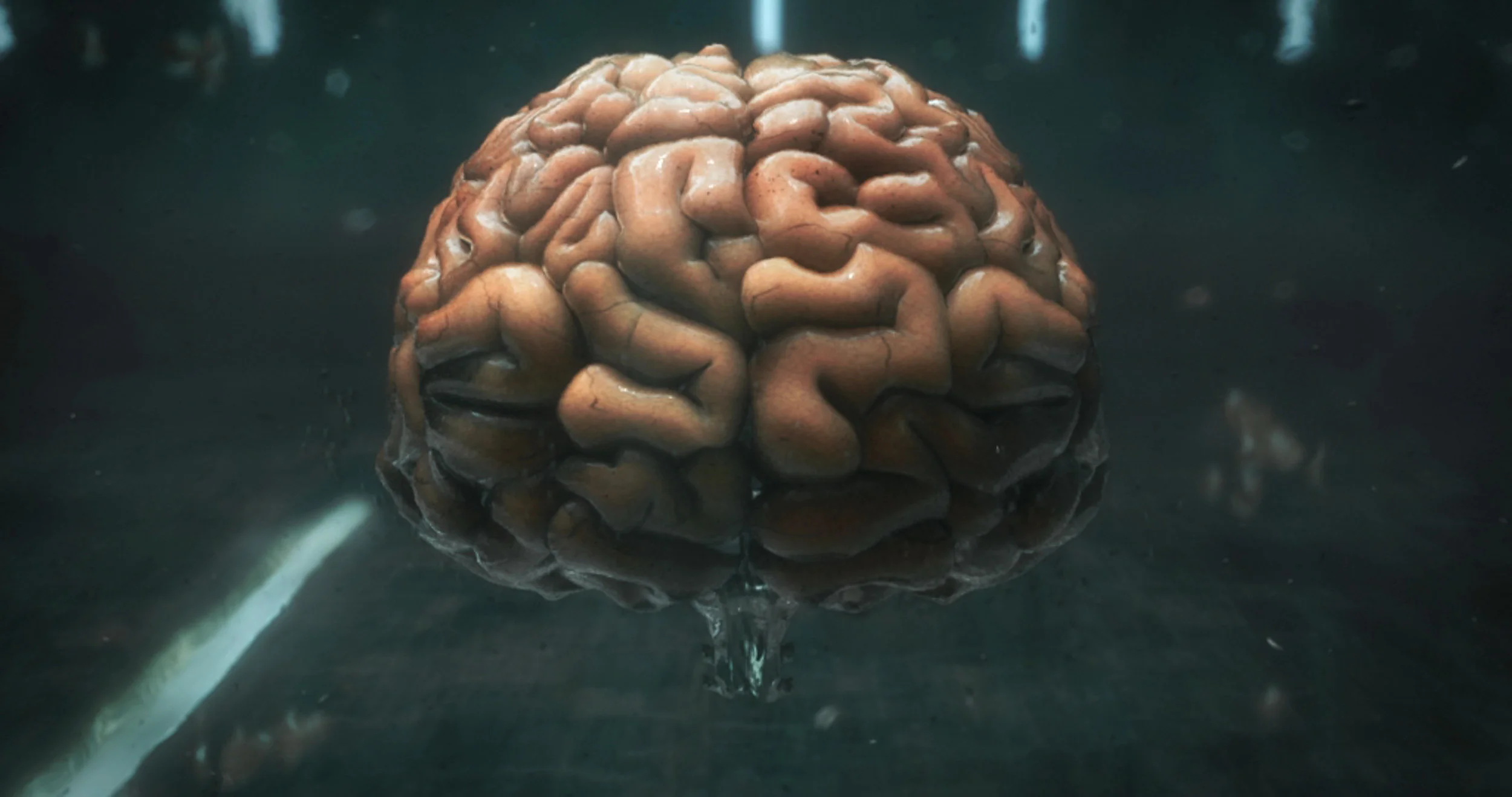 brain2 246.jpg