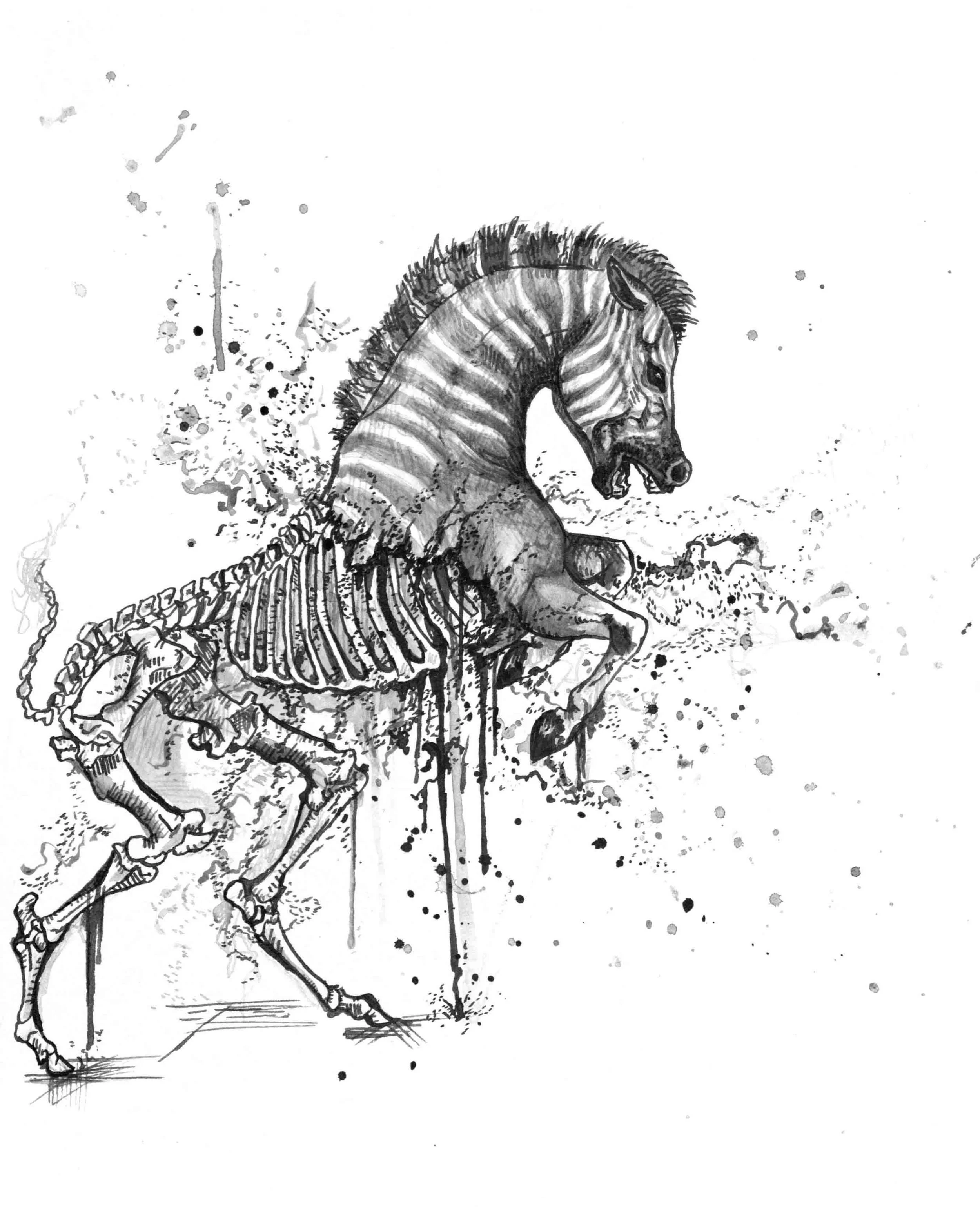 Extinction of the Quagga