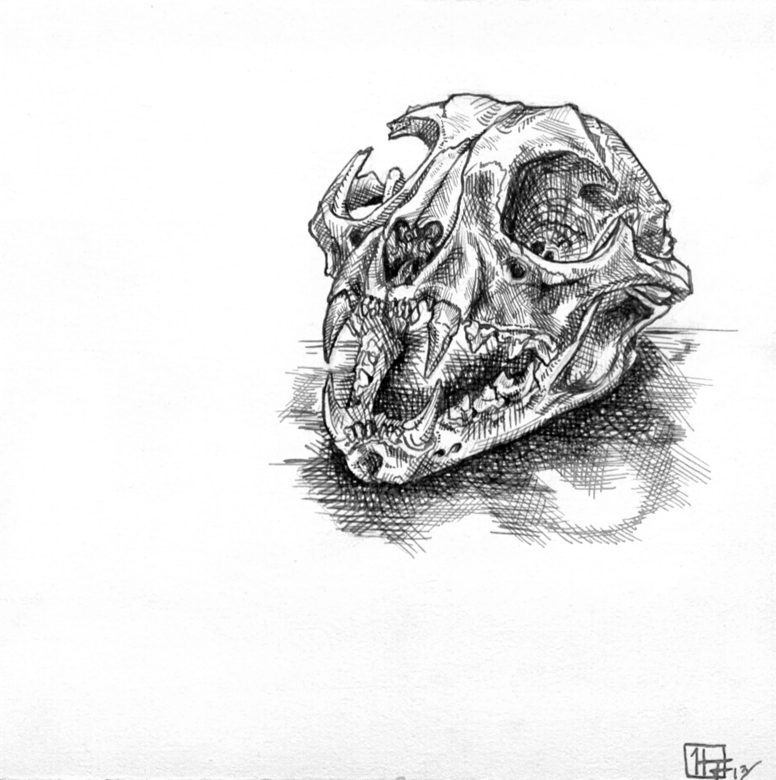 bobcatskulledited.jpg