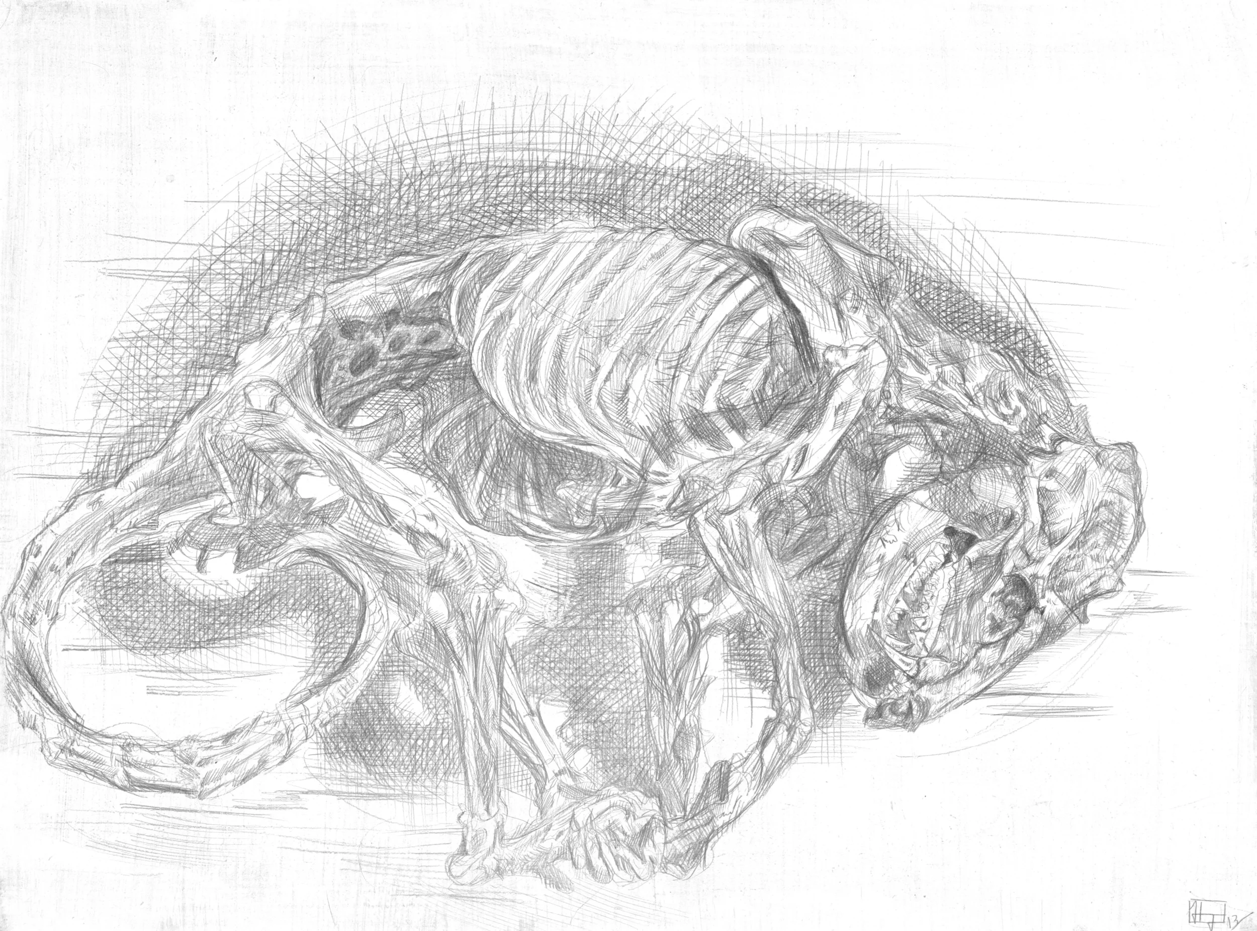 Didelphis virginiana in Decay