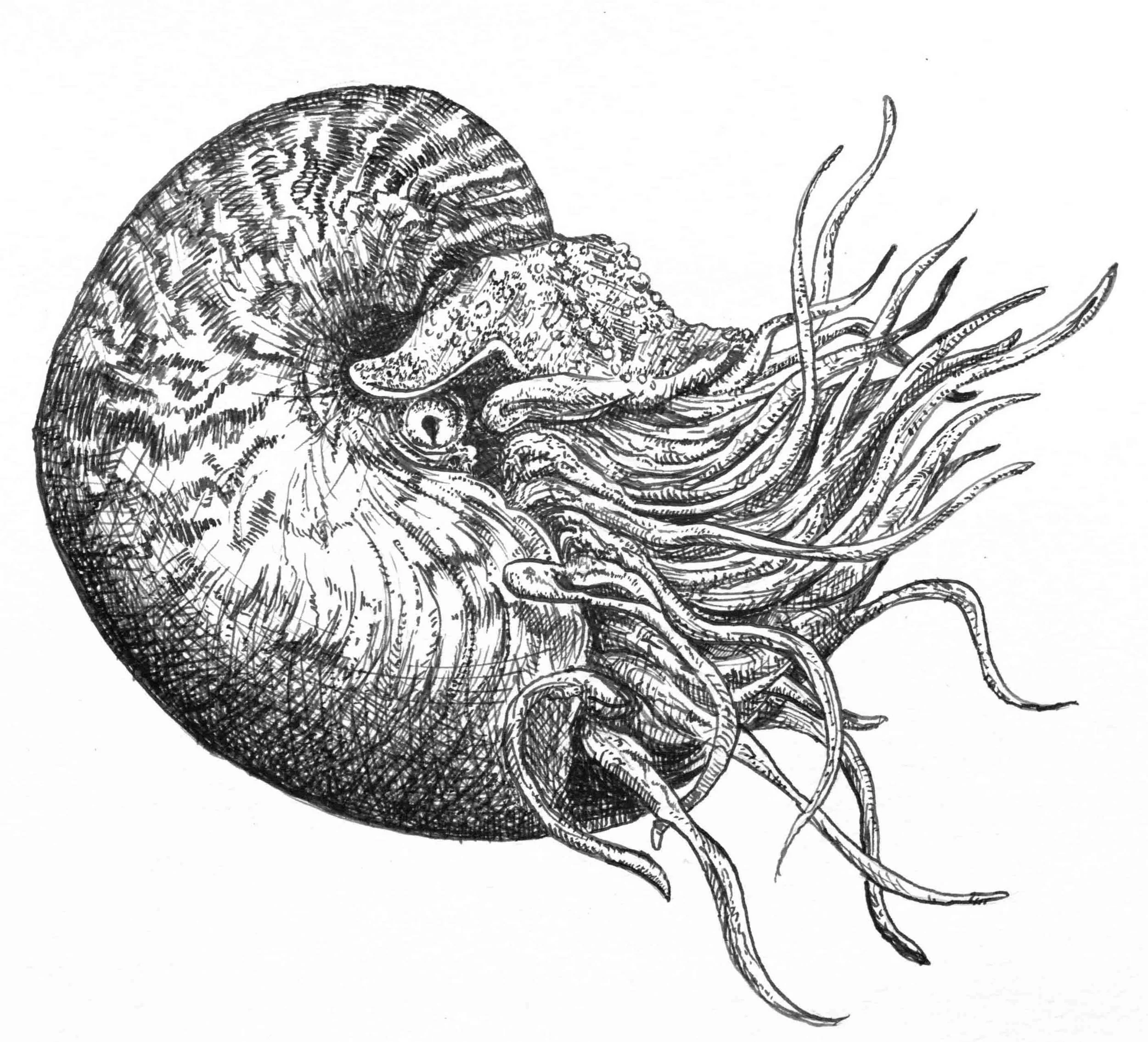 Nautilus