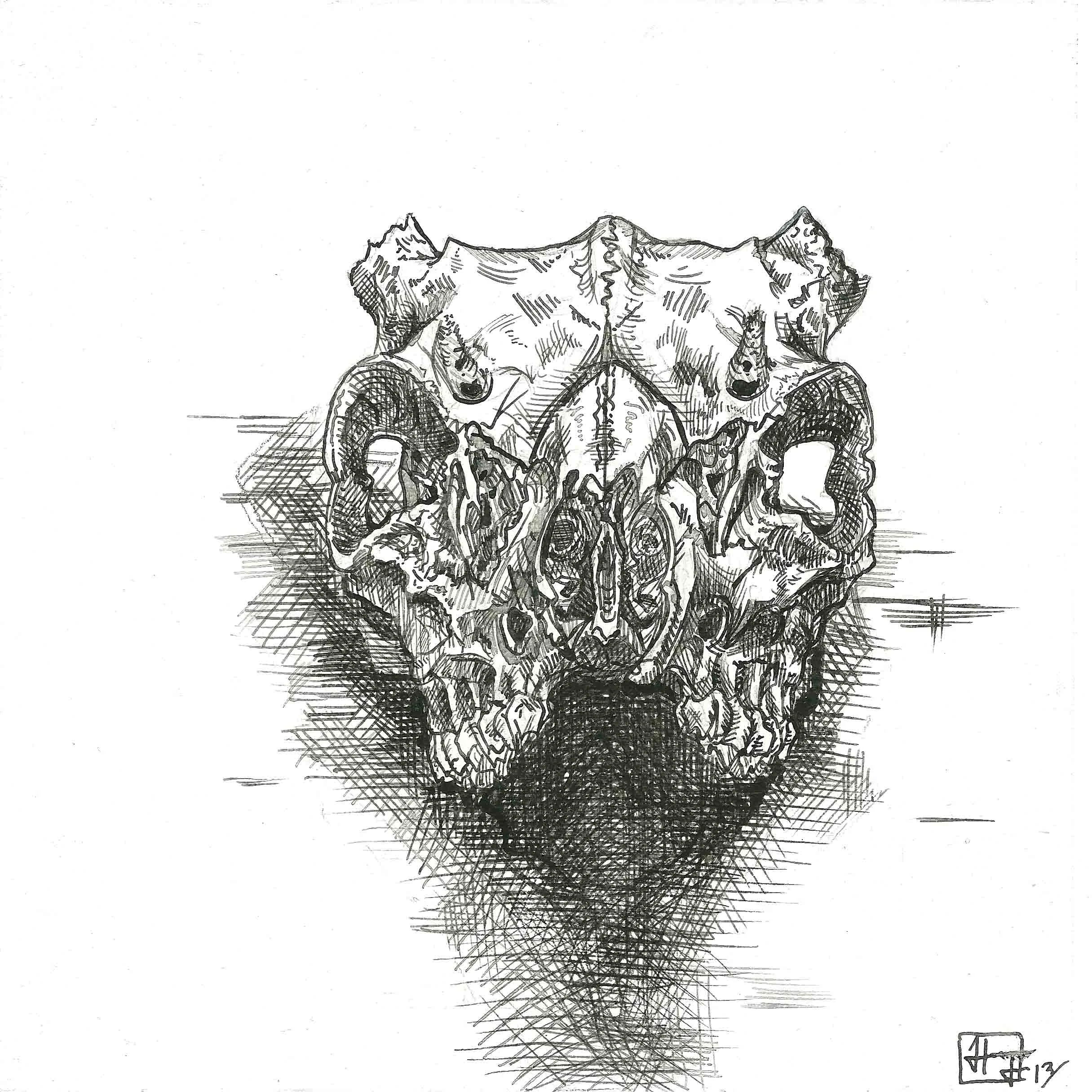 Odocoileus virginianus