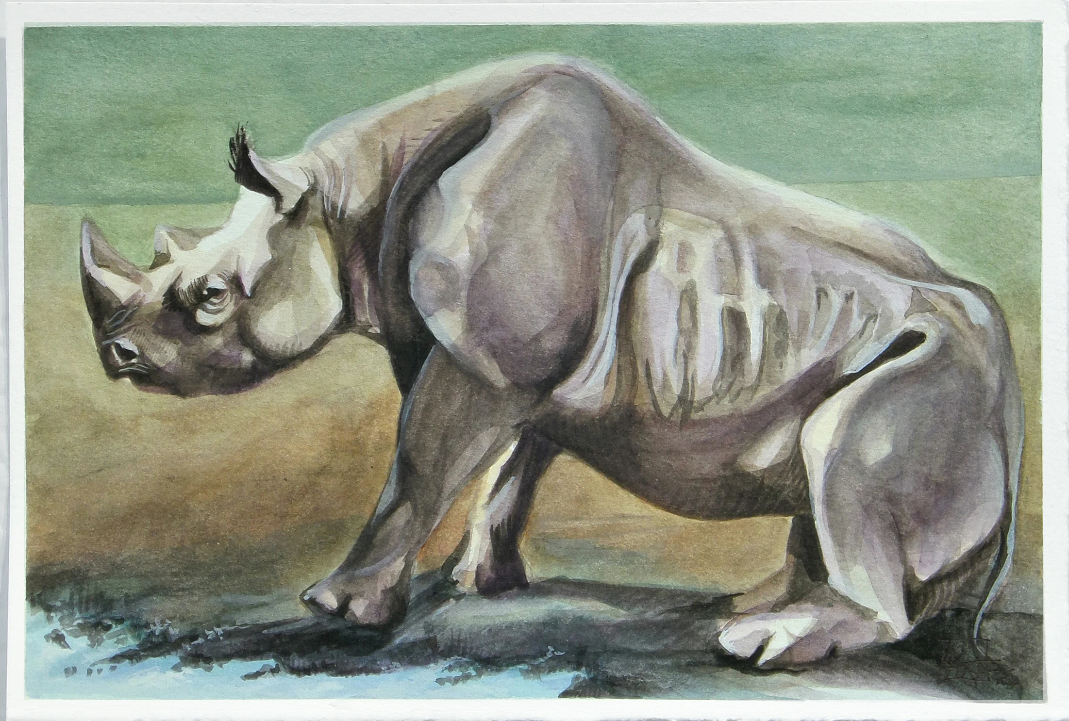 Black Rhino 5