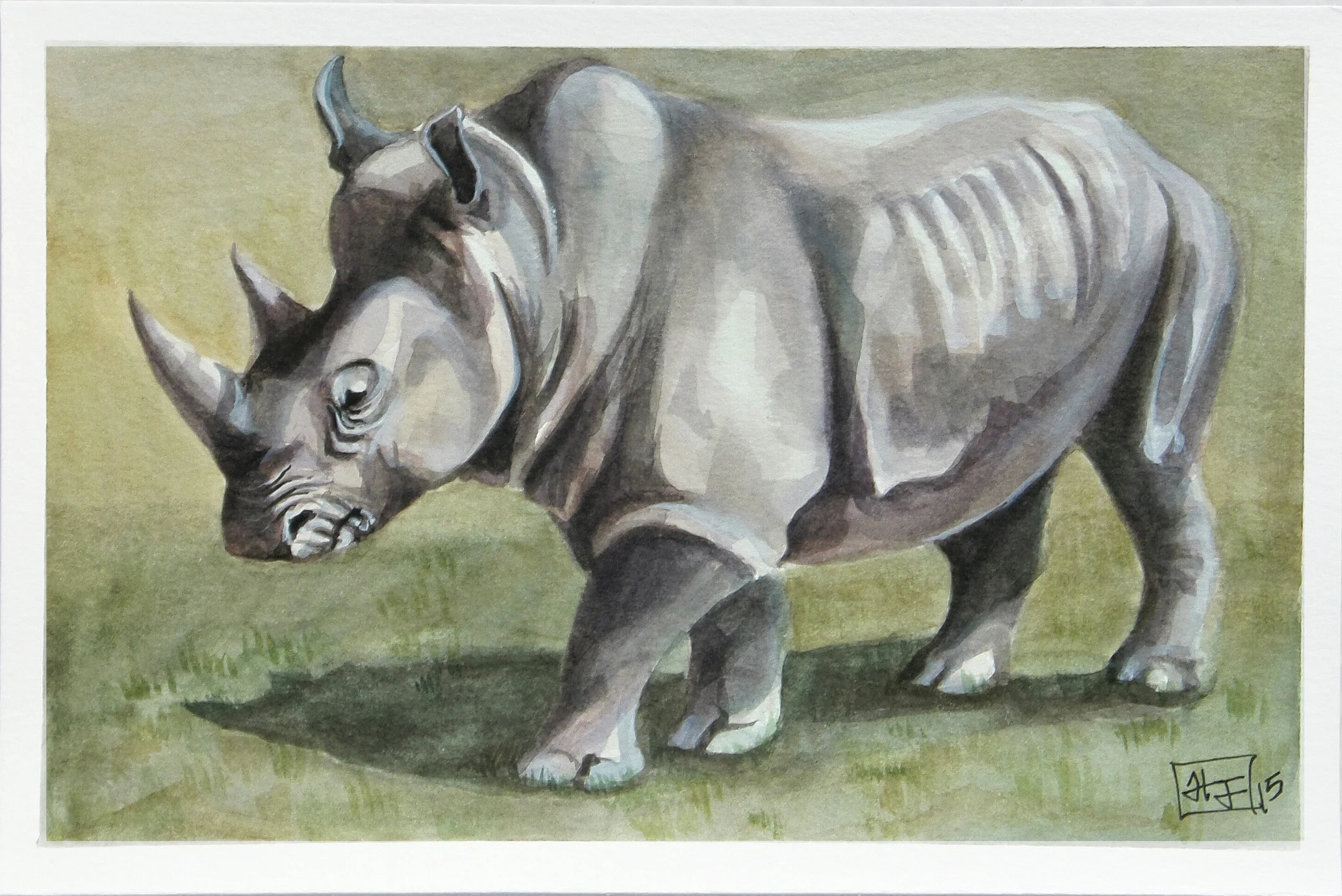 White Rhino 1