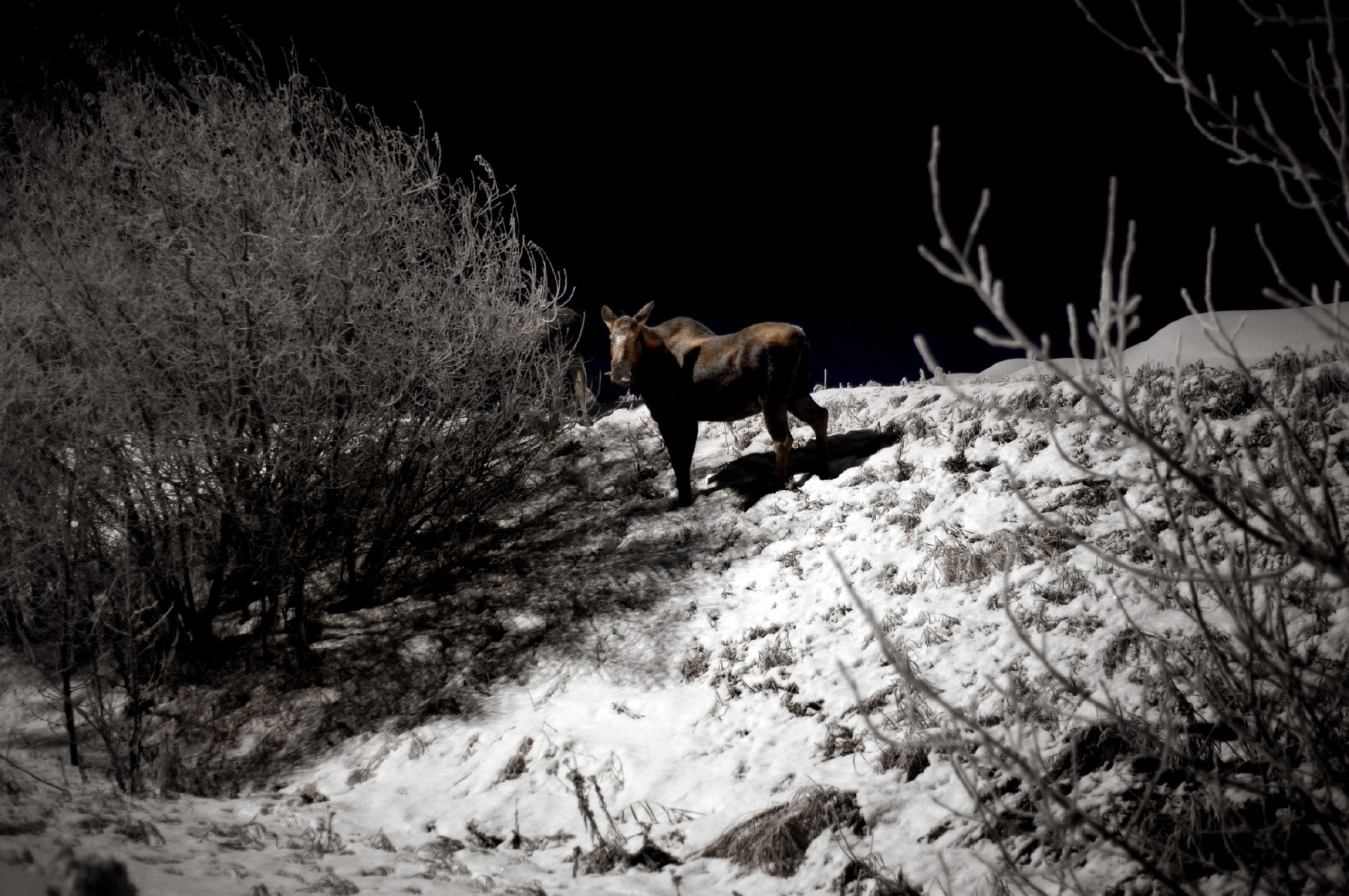  Moose on Minnesota Drive. Anchorage. 