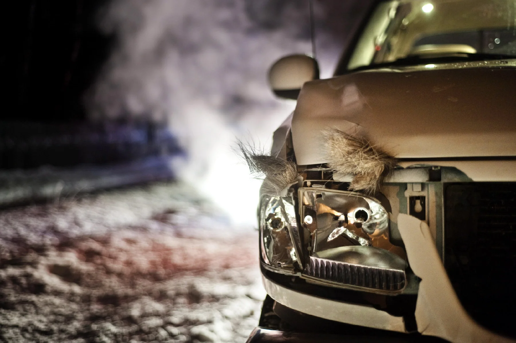  Moose fur on a car after a collision. 